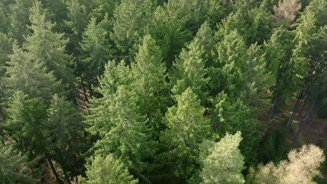 Aerial-shot-of-coniferous-trees-in-a-dense-forest