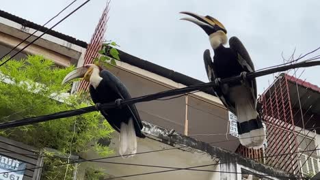 Große-Nashornvögel-Chillen-Auf-Einem-Lichtmast-In-Phnom-Penh,-Das-Stadtleben-Bildet-Die-Kulisse-Für-Ihre-Ruhige-Pose