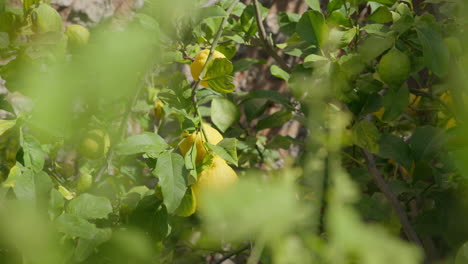 Sonnenbeschienene-Zitronenbäume-In-Einem-Ruhigen-Mallorquinischen-Obstgarten