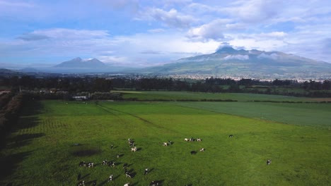 Vista-Aérea-De-Una-Pradera-Con-Un-Rebaño-De-Vacas-Pastando-En-La-Región-Interandina-De-Pichincha,-Ecuador.