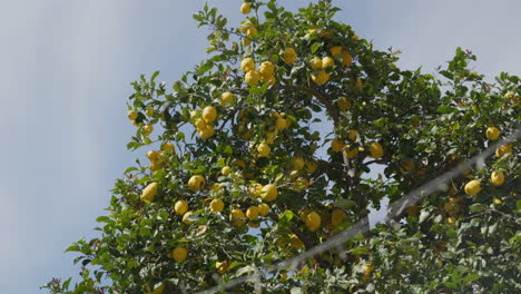Sunny-lemon-orchard-in-full-bloom-in-scenic-Mallorca