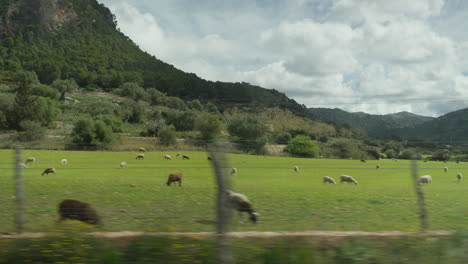 Vista-Panorámica-De-Ovejas-Pastando-En-El-Exuberante-Paisaje-De-Mallorca.