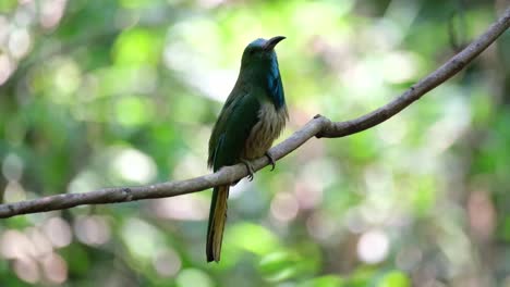 La-Cámara-Se-Acerca-Mientras-Este-Pájaro-Está-Posado-En-Una-Enredadera-Mientras-Mira-A-Su-Alrededor,-El-Abejaruco-De-Barba-Azul-Nyctyornis-Athertoni,-Tailandia