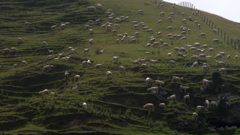 Observando-Un-Rebaño-De-Ovejas-Comiendo-Pacíficamente-La-Exuberante-Hierba-En-Un-Campo-Abierto-En-Dunedin,-Nueva-Zelanda