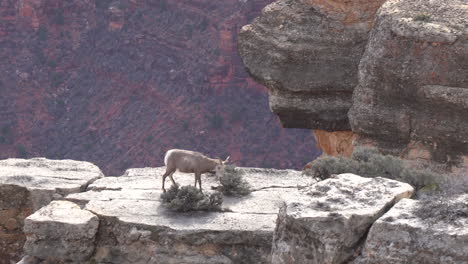 Ein-Wüsten-Dickhornschaf,-Das-Auf-Einem-Felsvorsprung-Mit-Blick-Auf-Einen-Canyon-Läuft