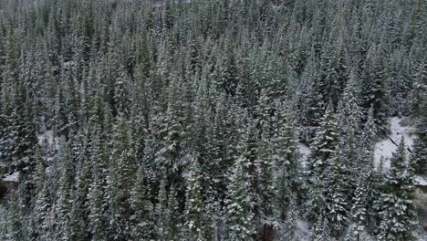 Imágenes-Aéreas-De-Drones-De-4k-De-árboles-De-Hoja-Perenne-En-La-Nieve-Cerca-De-Breckenridge-Colorado-En-Invierno