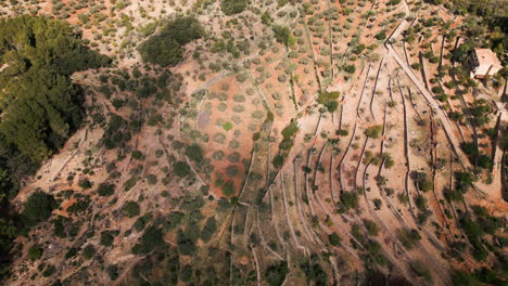 Aerial-view-of-Mallorca's-terraced-landscape-with-olive-groves