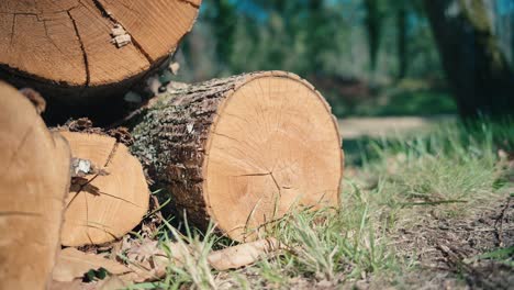 Pile-of-cut-wood,-large-oak-trunk,-traveling-forward-to-the-wood-pile,-summer-in-forest