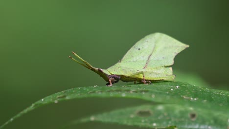 La-Cámara-Se-Acerca-Mientras-Se-Ve-A-Este-Insecto-Alimentándose-De-Una-Hoja-En-Lo-Profundo-Del-Bosque,-Saltamontes-De-Hoja-Systella-Rafflesii,-Tailandia