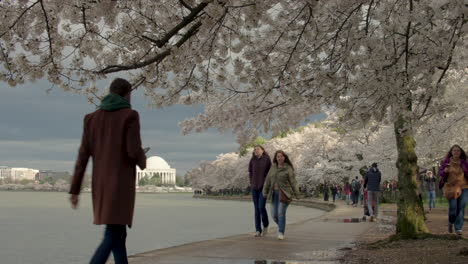 Washington-DC's-Tidal-Basin-with-Jefferson-Memorial-During-Cherry-Blossom-Season