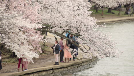 Menschen-Erfreuen-Sich-An-Kirschblütenbäumen-Entlang-Des-Tidal-Basin-In-Washington-D.C.