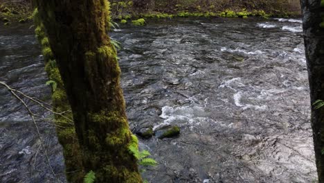 Majestätischer-Blick-Auf-Den-Durch-Moosbäume-Im-Bundesstaat-Washington-Fließenden-Cedar-River