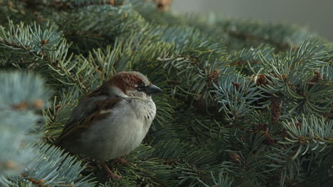 Close-up-puffed-up-House-Sparrow-male-chirps-on-spruce-tree-branch