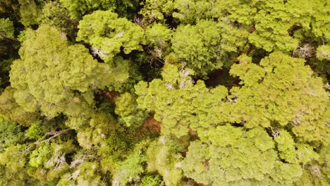 Aerial-view-of-a-forest-from-above
