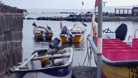 Brown-Pelican-birds-perch-on-gunwales-of-fishing-boats-in-quiet-harbor