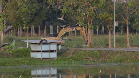 Excavator-by-a-pond-with-Asian-Openbills-taking-flight-in-a-serene-rural-setting,-late-afternoon-light