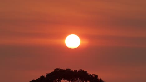 Große-Helle-Sonne-über-Eukalyptusbäumen-Rot-Orange-Himmel-Sonnenuntergang-Australien-Victoria-Gippsland-Maffra