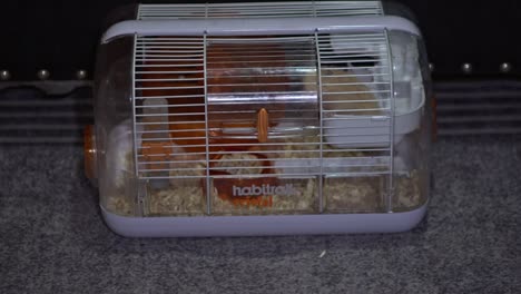 Cute-hamster-tries-to-escape-from-cage.-Close-up