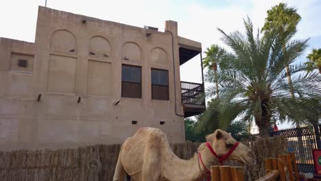 Mother-camel-Noorah,-as-part-of-the-Sheikh-Mohammed-bin-Rashid-Al-Maktoum-Centre-for-Cultural-Centre-cultural-tours---25