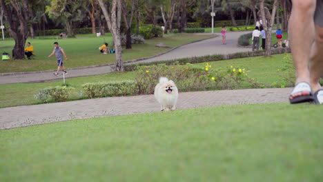 Pomeranian-Puppy's-Joyful-Romp:-Frolicking-Happily-on-the-Park-Grass