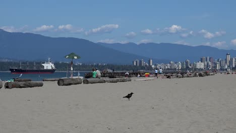 A-crow-lands-and-walks-on-a-beach-with-sunbathers-and-ship-in-background