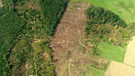 Drohnenaufnahme-Eines-Waldes,-Der-Abgeholzt-Und-Zur-Holzgewinnung-Genutzt-Wird