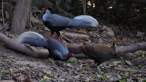 Dos-Machos-Y-Una-Hembra-Forrajeando-Juntos-En-El-Bosque,-Faisán-Kalij-Lophura-Leucomelanos,-Tailandia