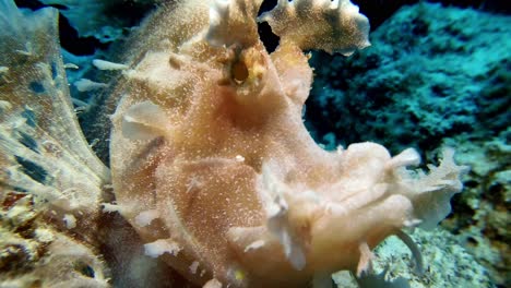 A-rare-Rhinopias-eschmeyeri-super-close-up-underwater-in-Mauritius-Island