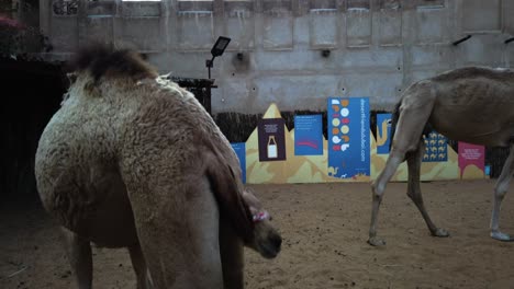 Madre-Y-Cría-De-Camellos-Noorah-Y-Asoof,-Como-Parte-Del-Centro-Cultural-Jeque-Mohammed-Bin-Rashid-Al-Maktoum-Para-Visitas-Culturales---25