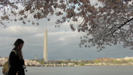 People-Pass-in-Front-of-Washington-Monument-During-Cherry-Blossom-Season