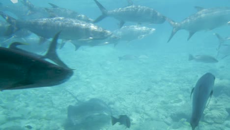 Mundo-Submarino-En-Curazao:-Peces-Descubiertos-Durante-El-Snorkel.