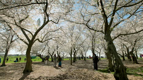 People-Take-Pictures-Under-Canopy-of-Cherry-Blossom-Trees-Near-Washington-Monument