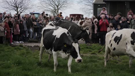 Vacas-Felices-Corren-Hacia-El-Prado-En-Primavera