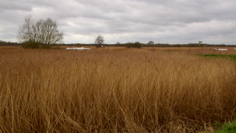 wide-shot-of-Norfolk-reeds-growing-next-to-the-river-Bure