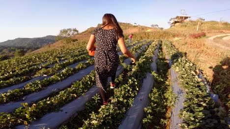 Hermosa-Joven-Recogiendo-Fresas-De-Una-Pequeña-Granja-En-Phetchabun-Tailandia