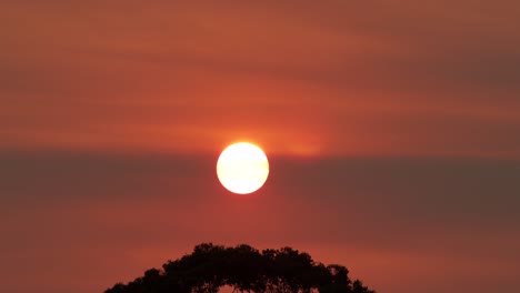 Gran-Puesta-De-Sol-Brillante-Sobre-árboles-De-Goma-Cielo-Naranja-Rojo-Pájaros-Vuelan-A-Través-Del-Atardecer-Australia-Victoria-Gippsland-Maffra