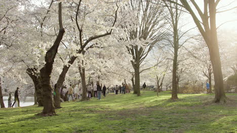 Am-Späten-Nachmittag-Sonne-Leuchtet-Kirschblütenbäume-In-Washington-D