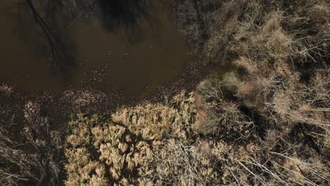 Wet-Soil-Wetlands-With-Hardwood-Forest-Trees-In-Bell-Slough-State-Wildlife-Management-Area,-Arkansas,-USA