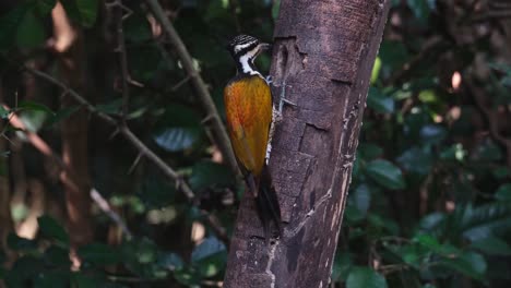 Seen-from-its-back-pecking-on-the-bark-for-some-special-insects-to-eat,-Common-Flameback-Dinopium-javanense,-Female,-Thailand