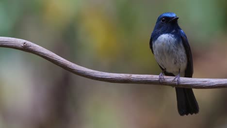 Camra-zooms-out-while-looking-to-the-right-as-the-camera-zooms-out,-Hainan-Blue-Flycatcher-Cyornis-hainanus,-Thailand