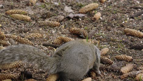 Cute-grey-squirrel-finds-food-to-eat-on-forest-floor-among-pine-cones