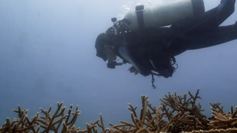 Slow-motion-shot-of-marine-biologist-diver-supervising-over-a-stag-horn-corals-nursery-in-the-dominican-republic