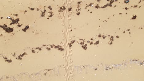 Aerial-clip-of-large-crocodile-tracks-from-the-ocean,-along-the-sandy-beach-and-into-murky-swamp-water