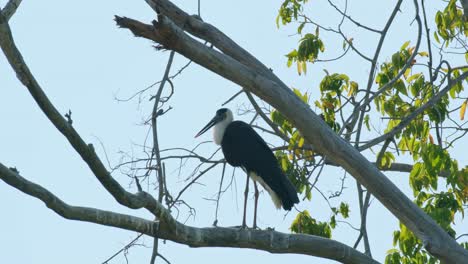 Visto-En-Lo-Alto-De-Una-Rama-De-Un-árbol-Muy-Alto-Mirando-Hacia-La-Izquierda-Y-Luego-Comienza-A-Acicalarse,-Cigüeña-Asiática-De-Cuello-Lanudo-Ciconia-Episcopus,-Casi-Amenazada,-Tailandia