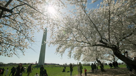 Washington-Monument-Unter-Dem-Blätterdach-Der-Kirschblütenbäume-Gesehen