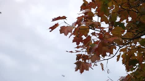 Bunte-Blätter-Im-Herbst