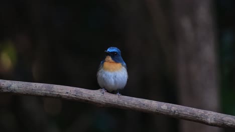 Visto-Encaramado-En-Una-Gran-Vid-Mirando-Hacia-La-Izquierda-Y-Luego-Vuela,-Papamoscas-Azul-Indochino-Cyornis-Sumatrensis,-Macho,-Tailandia