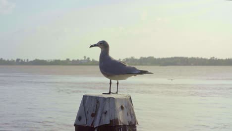 Seagull,-laughing-gull-on-a-post,-group-of-gulls-flying-by