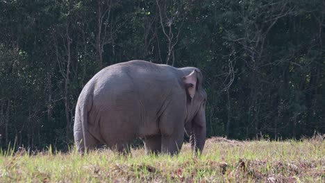 Visto-Con-La-Trompa-En-La-Boca-Mientras-Se-Mueve-Un-Poco-Hacia-La-Izquierda,-Elefante-Indio-Elephas-Maximus-Indicus,-Tailandia