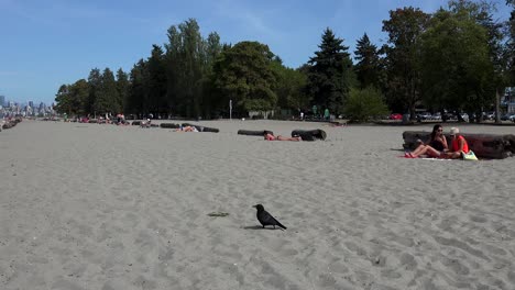 Eine-Lustige-Krähe-Läuft-An-Einem-Strand-In-Vancouver